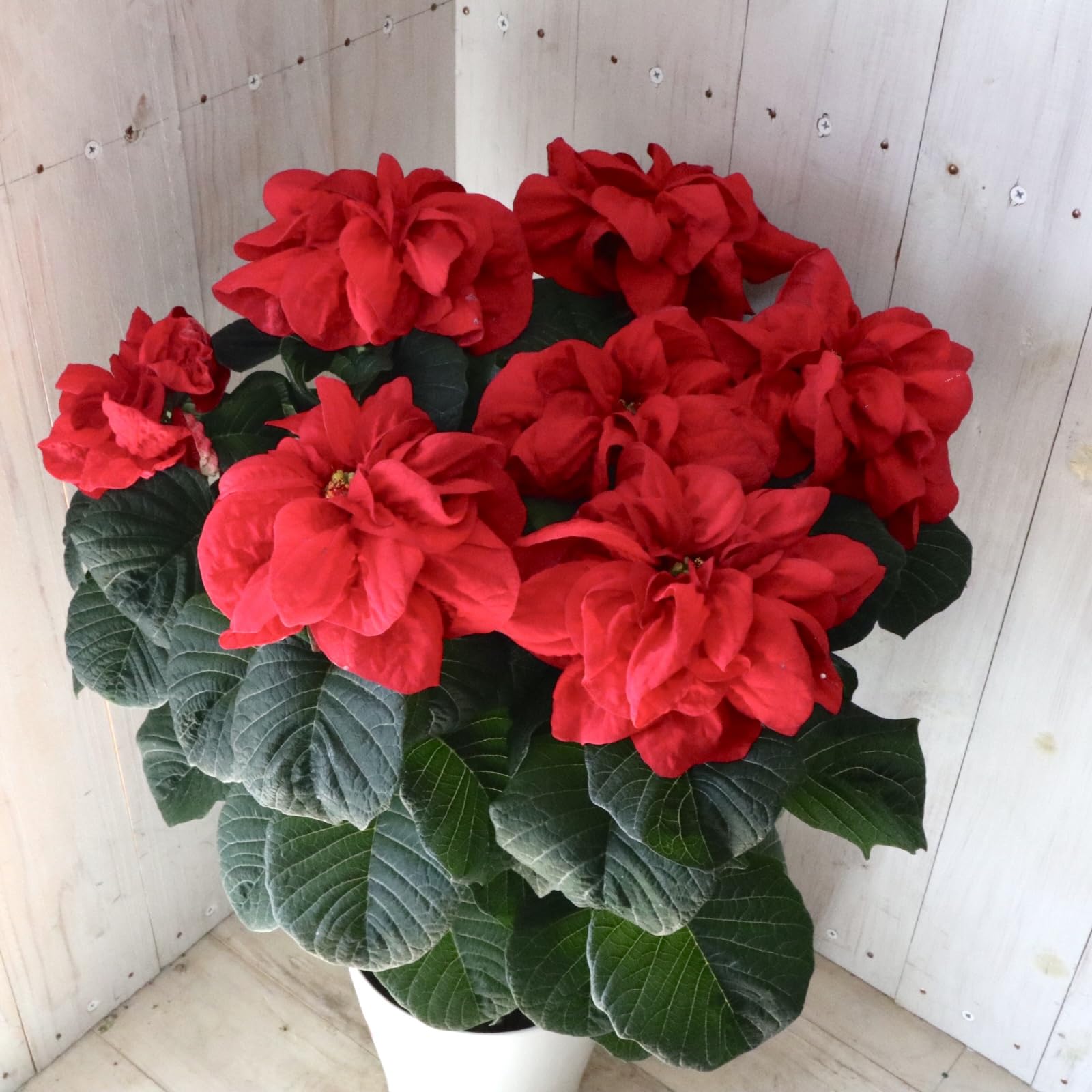 Amazon｜バラ咲き ポインセチア ウィンターローズ レッド クリスマス